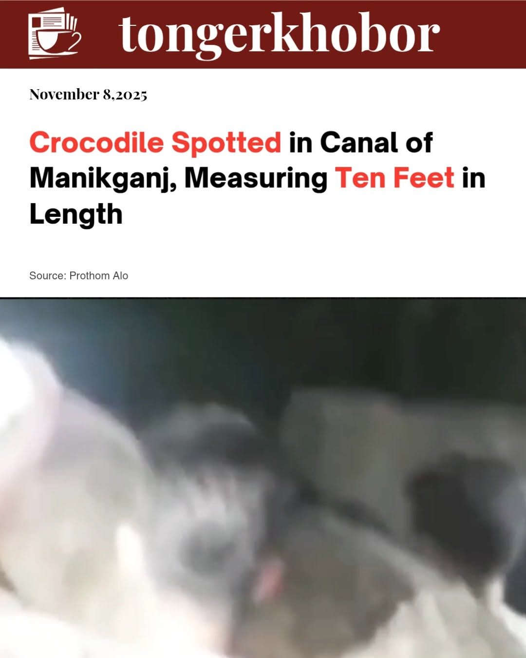 A ten-foot-long crocodile was spotted in a canal in Manikganj. Local people caught the crocodile and are celebrating together.