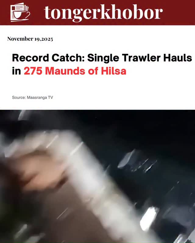 275 Maund Hilsa Catch Erupts in Fisherman Cheers