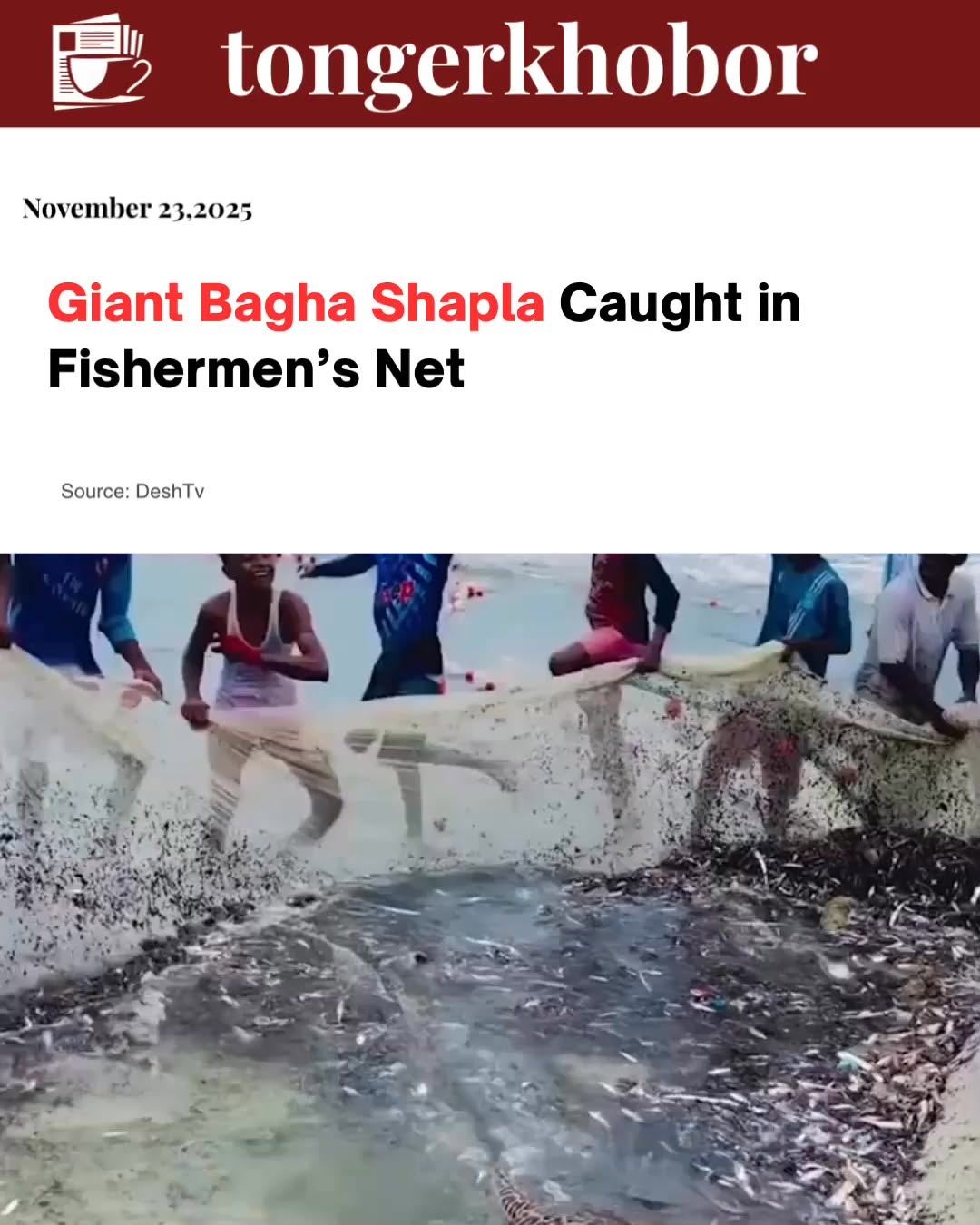 Local fishermen are celebrating a rare and exciting catch after a massive Honeycomb Stingray—locally known as a ‘Bagha Shapla’—was trapped alive in th...
