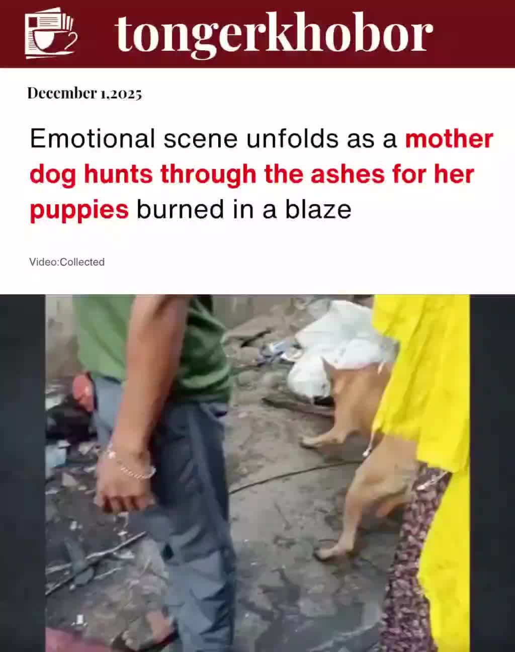 A devastating scene unfolded as a grieving mother dog searched through the ashes for her puppies after a deadly fire.