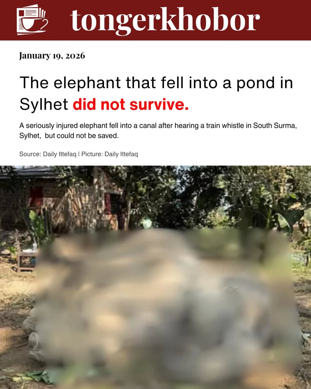 The elephant died at around 1 pm on Monday (January 19), confirmed Dr.